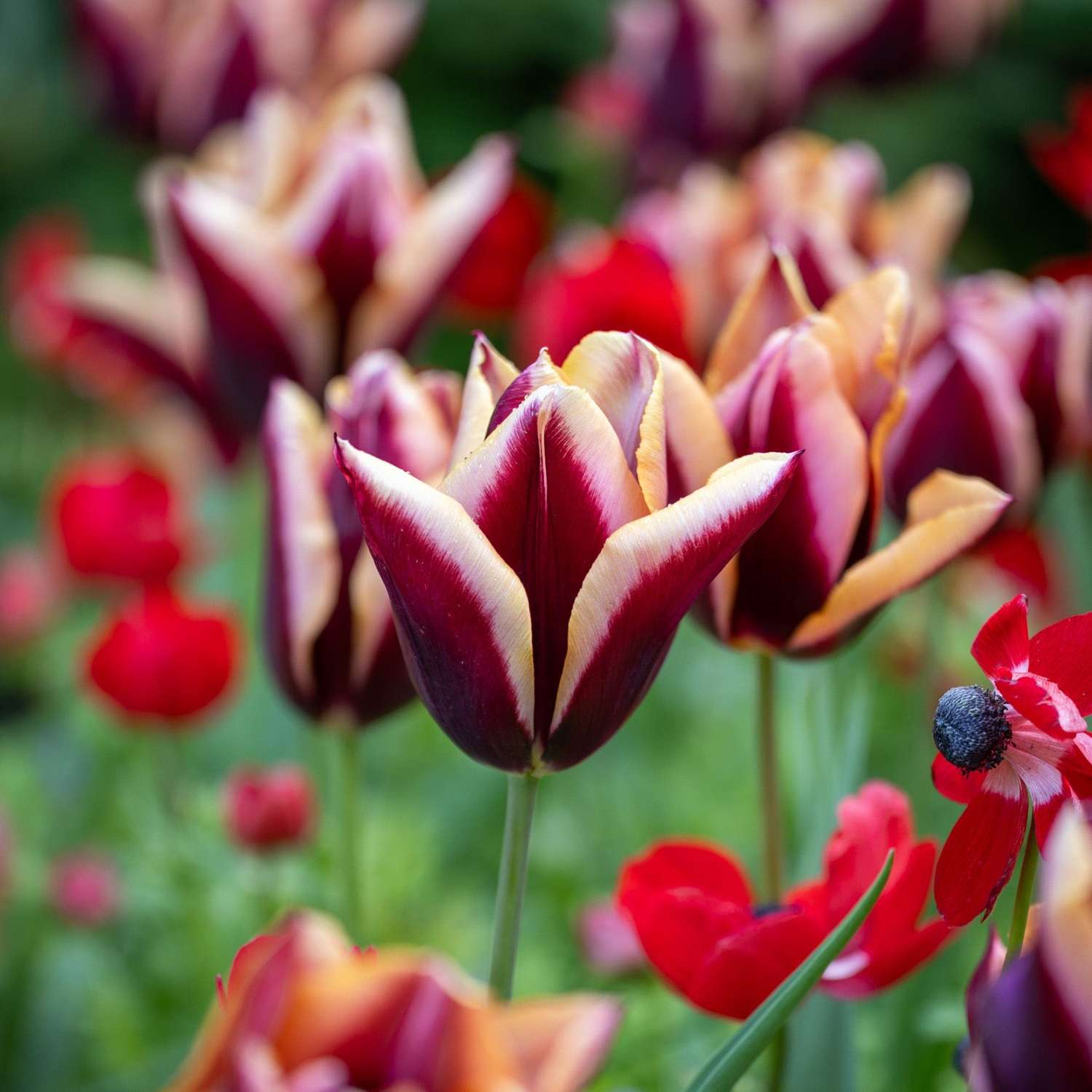 Tulip 'Slawa'